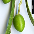 SpeciesSub: subsp. cerasiformis